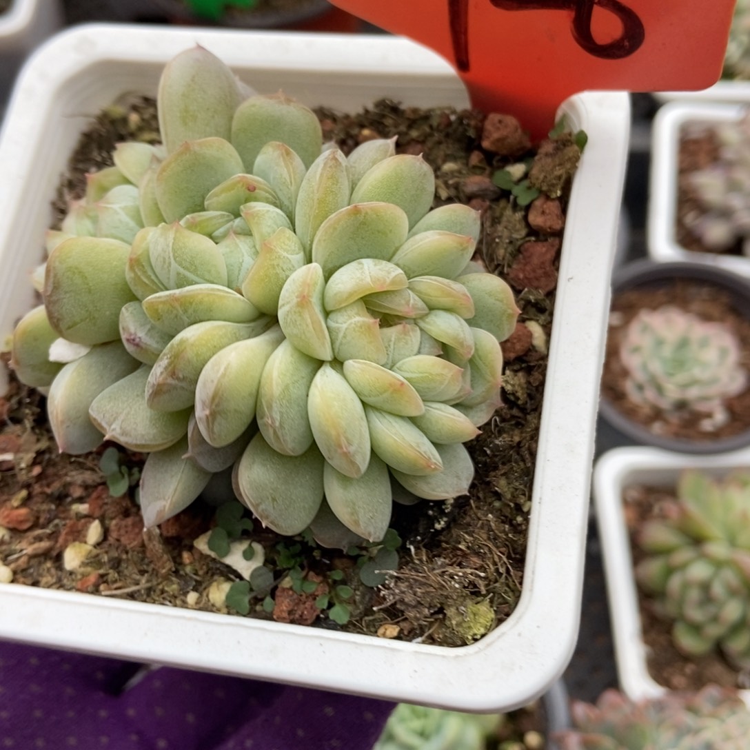 926白恋多肉植物多肉