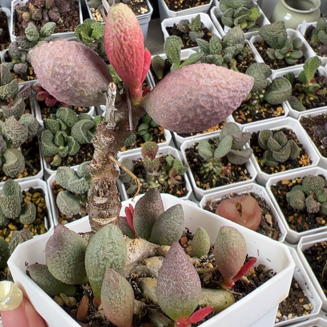 特价腹部老桩多肉植物水泡