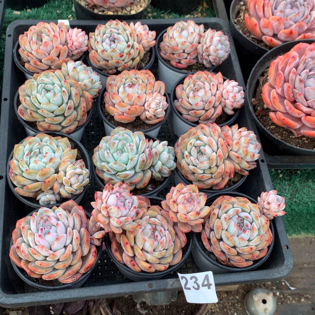 234橙子多肉植物