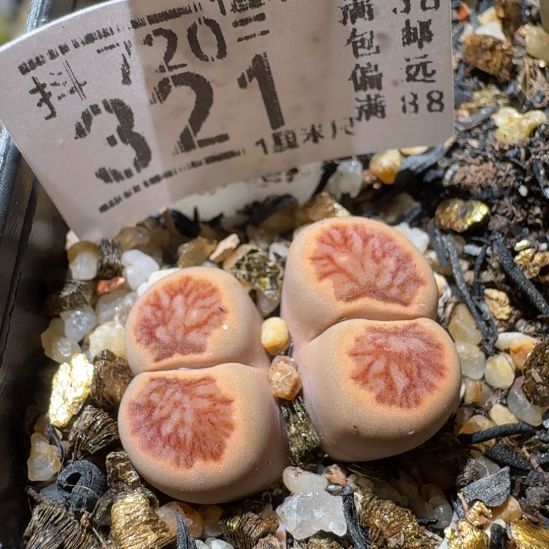 Sss精品系列清仓321