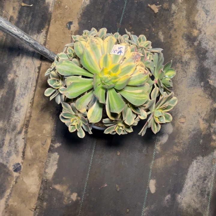 心****495灿烂多肉植物多肉