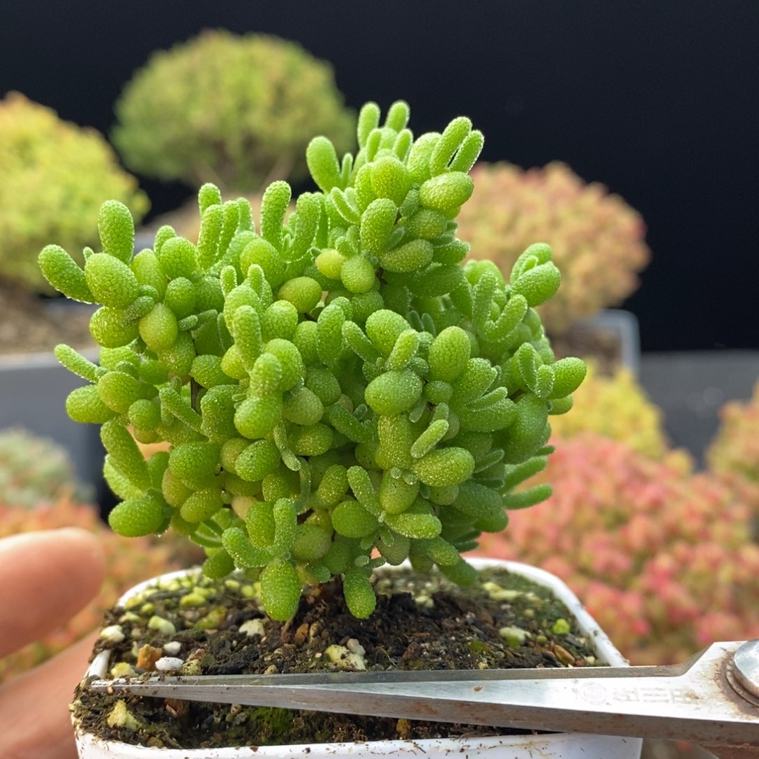 363蜜橘糖球。        