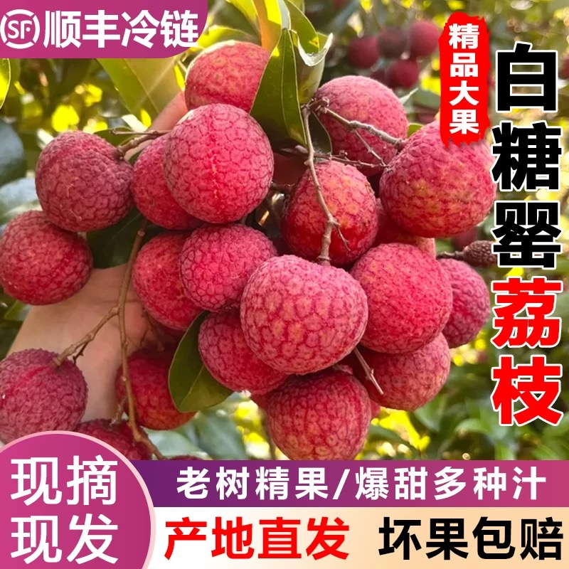 【SF顺丰冷链】广东茂名白糖罂荔枝原产地直发现货现摘