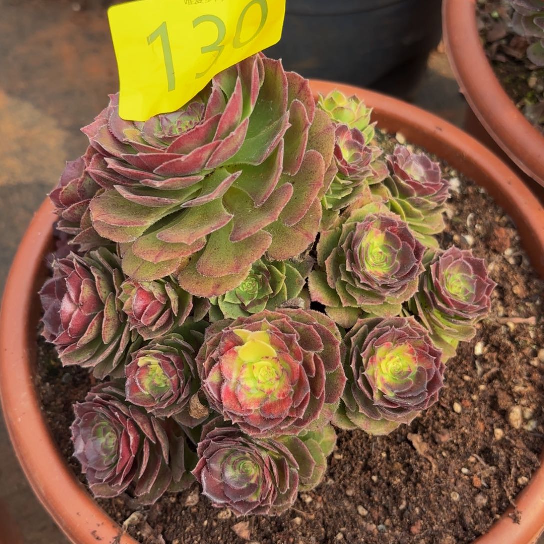 哈哈多肉葡萄福利130