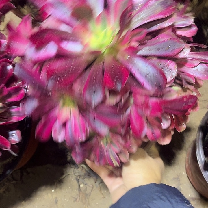 美杜莎一颗脱土发货9.9