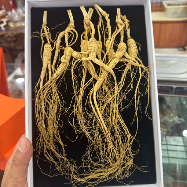 长白山林下参自然生长可泡水煲汤泡酒滋补整支食用