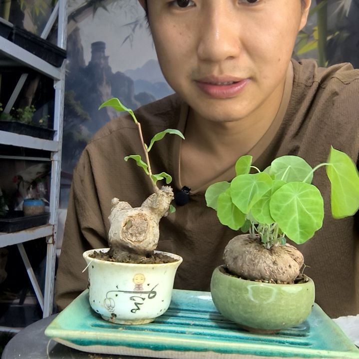 正**念中青园艺一物一拍110