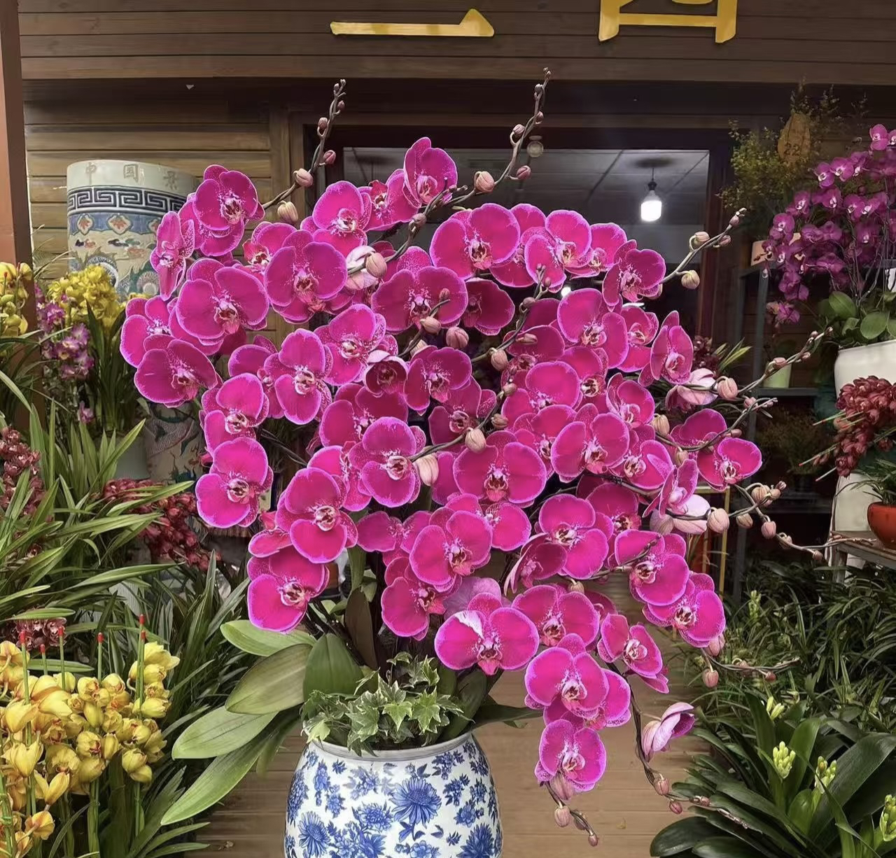 2个剑《天后一号》2.8寸杯带花剑，根系苗情好，累计两单包邮