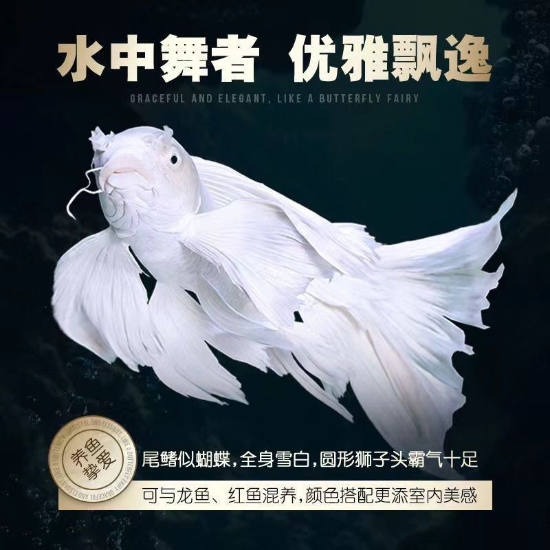 纯种蝴蝶鲤鱼精品贵妃体白普身观赏鱼混养养鱼活体发货养殖耐活