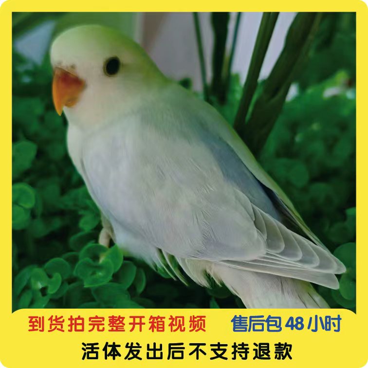 家庭精养牡丹宠物鹦鹉一物一拍