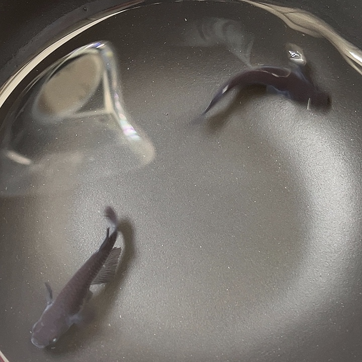 青鳉鱼黑天幻龙2条32号