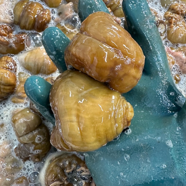 大连本地纯野生黄海腚（学名海葵）3-5斤装顺丰包邮