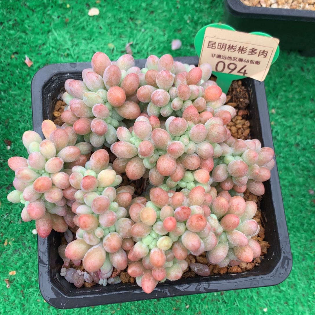 汤圆缀化一物一拍094