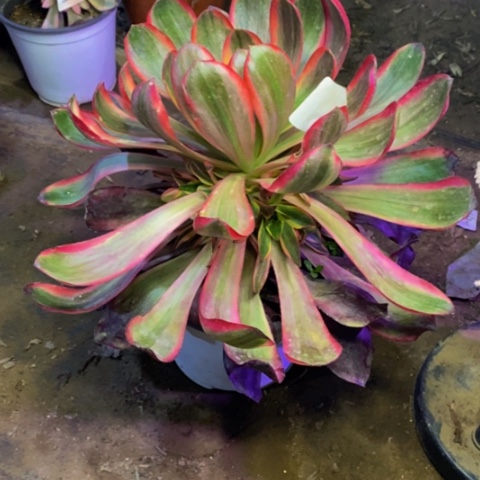 红魔女多肉植物3461