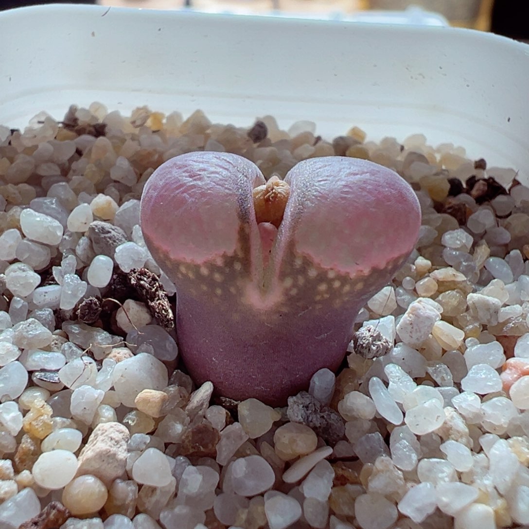 1230-382多肉多肉翻窗