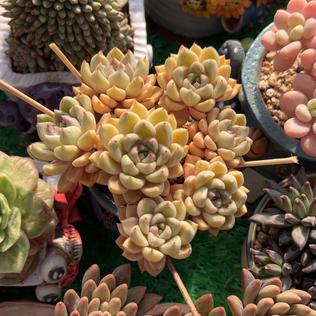 小***思620满38包邮一物一拍