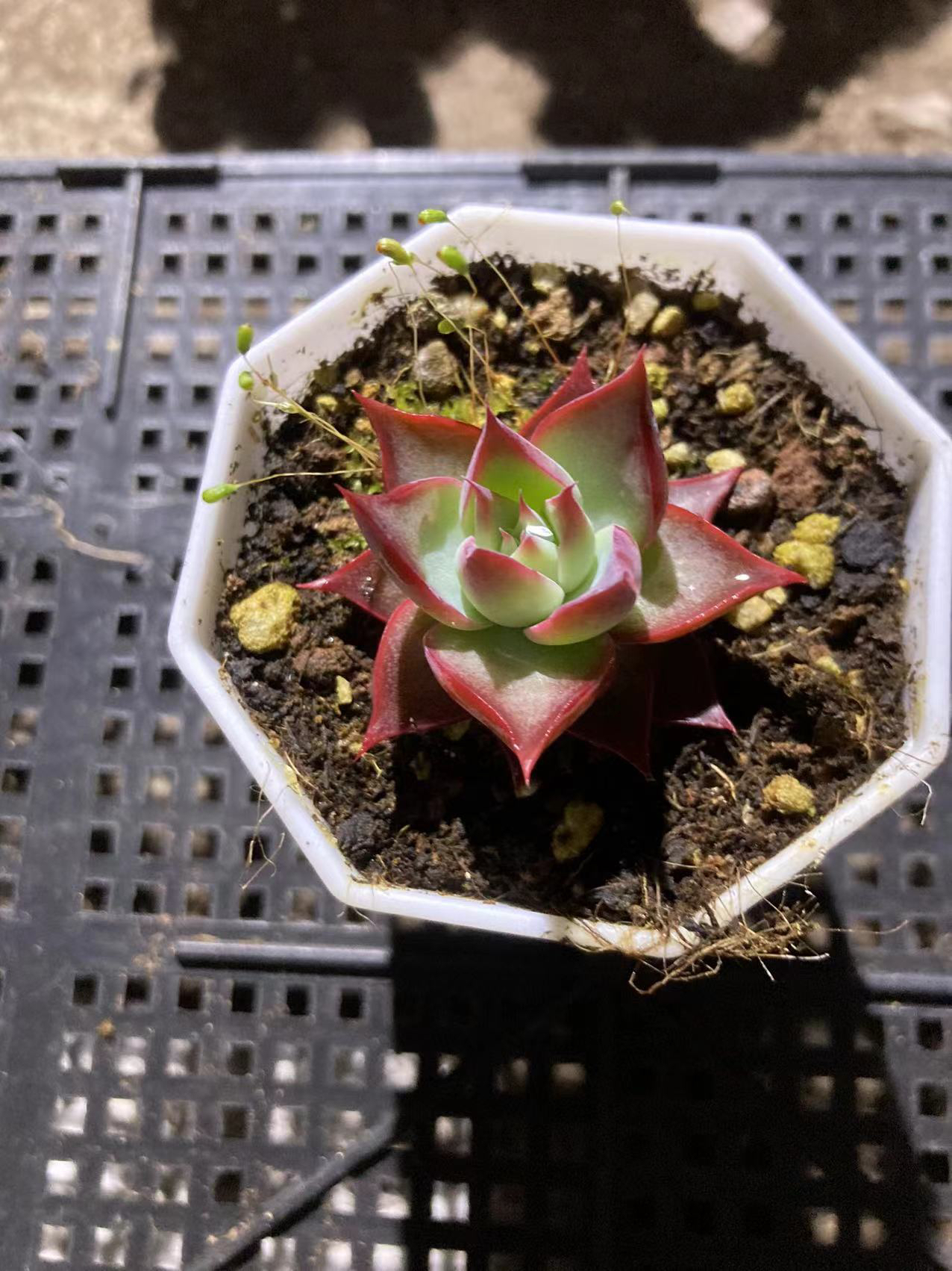 多肉植物多肉小盆栽室内惊鸿仙子满12.9包邮多肉盆栽植物多肉