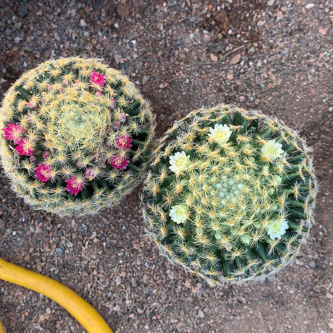 百花明星实生带盆土发