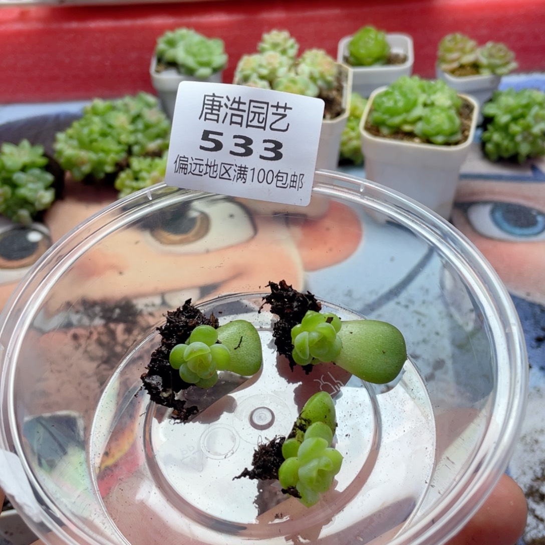 暮***a优选珍妮一物一拍533