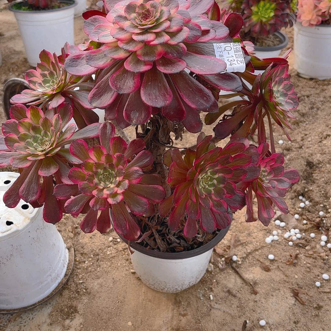 黑金刚老庄多肉植物134