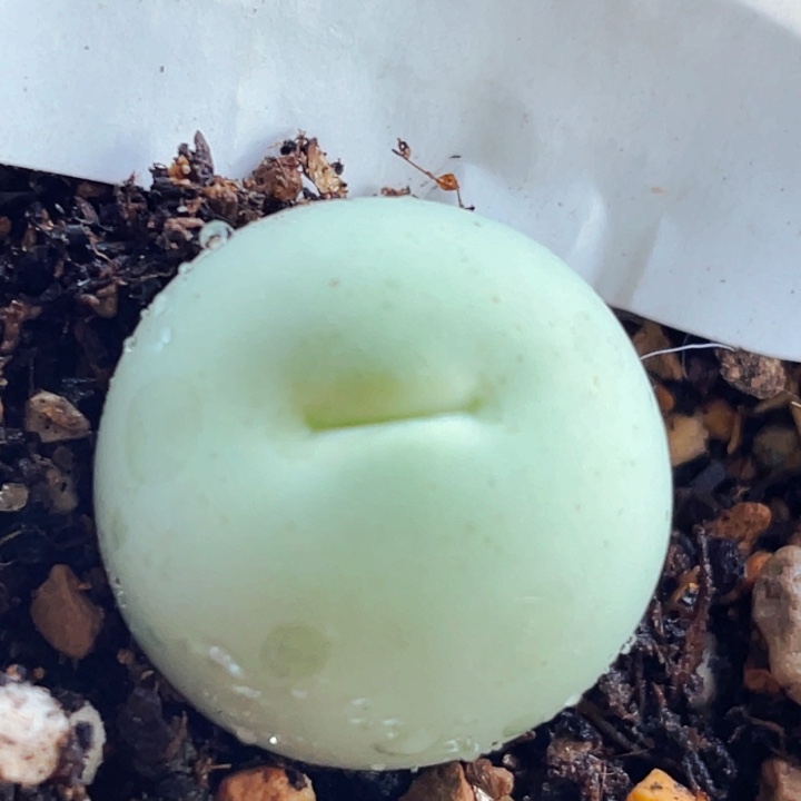 264鸽子蛋母本带盆lll