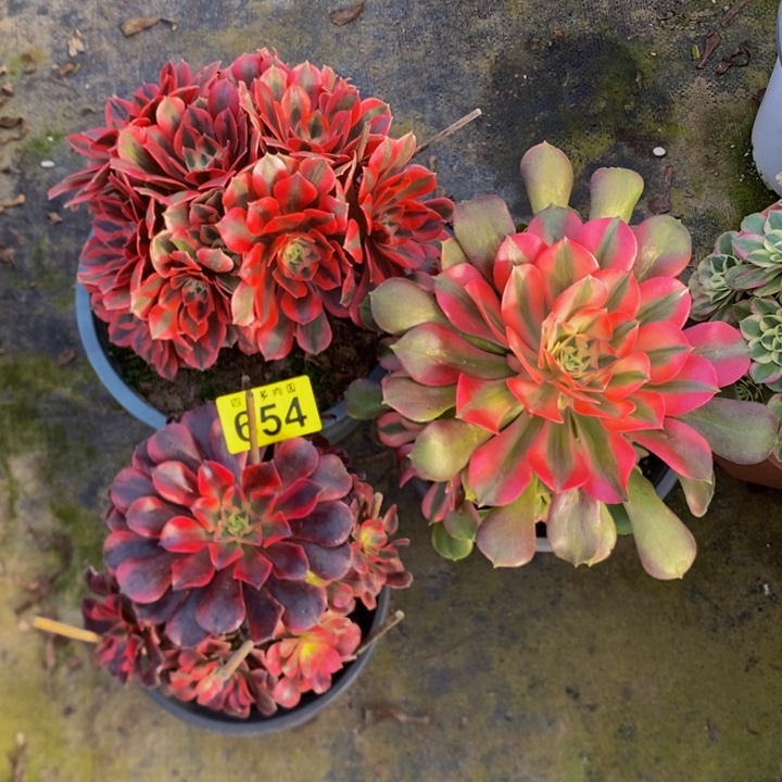 多肉福利3颗包邮00