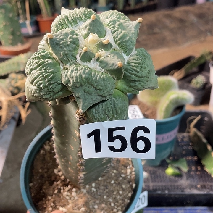 156怒涛流尤仙人球