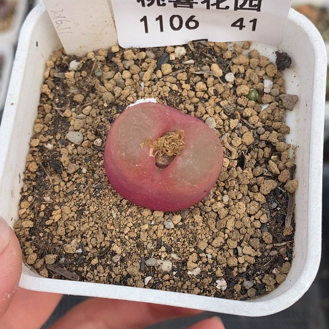 N****a106-41-水蜜桃母本特。  