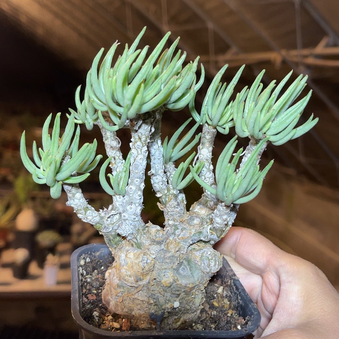 老家产地白象奇峰锦脱土发