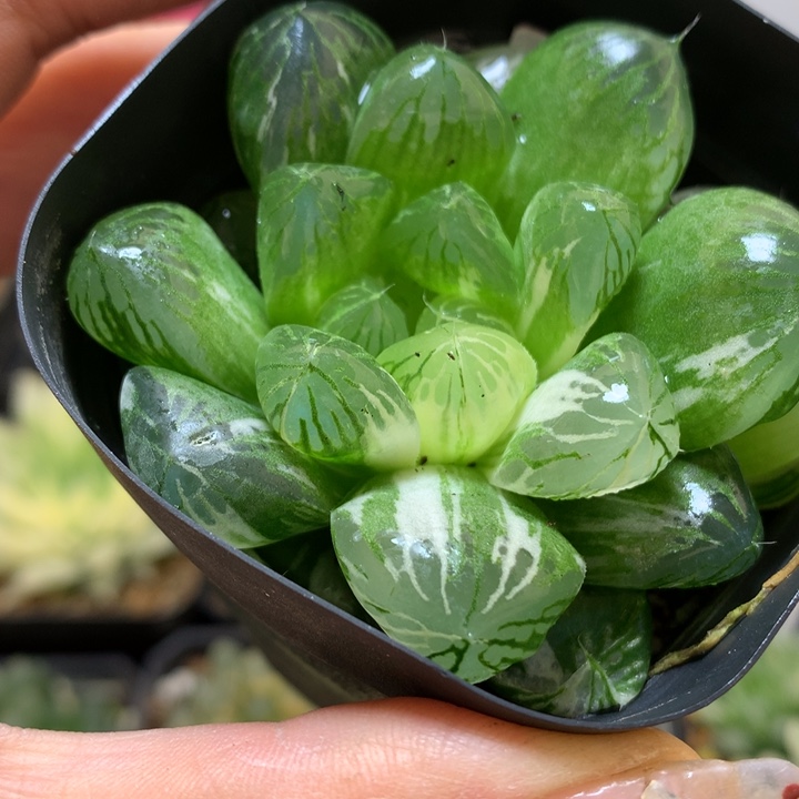 苏州玉露锦带盆土发货