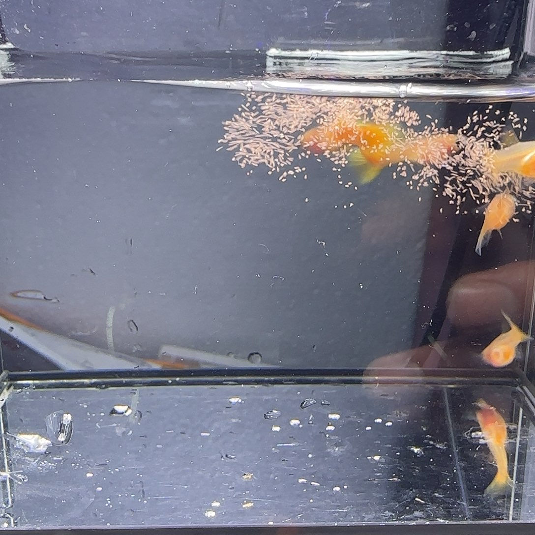 孔雀鱼黄金玻璃猫两公三母