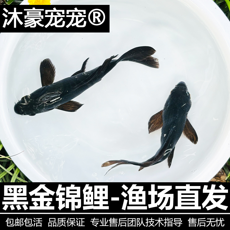 沐豪宠宠精品【黑金锦鲤】皮鲤冷水易养 检疫合格包活包健康鱼苗