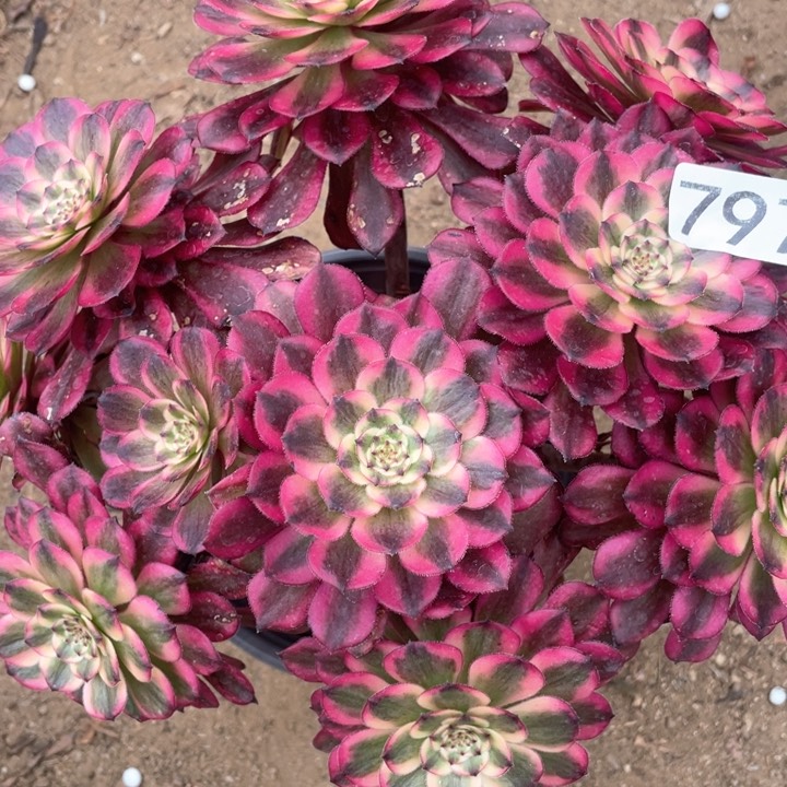 797多肉植物月蝉