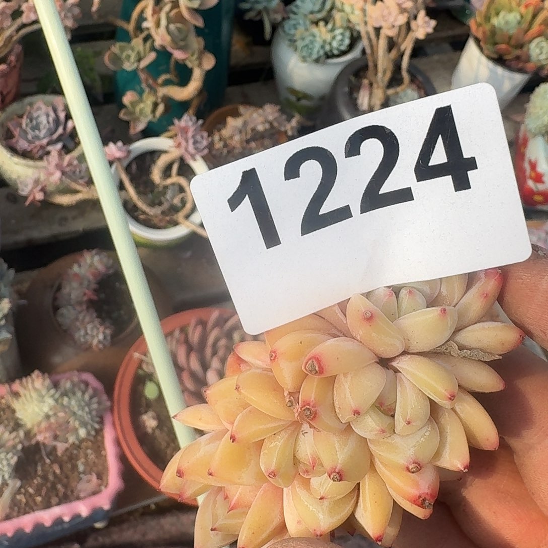 用****33131331333434644464664