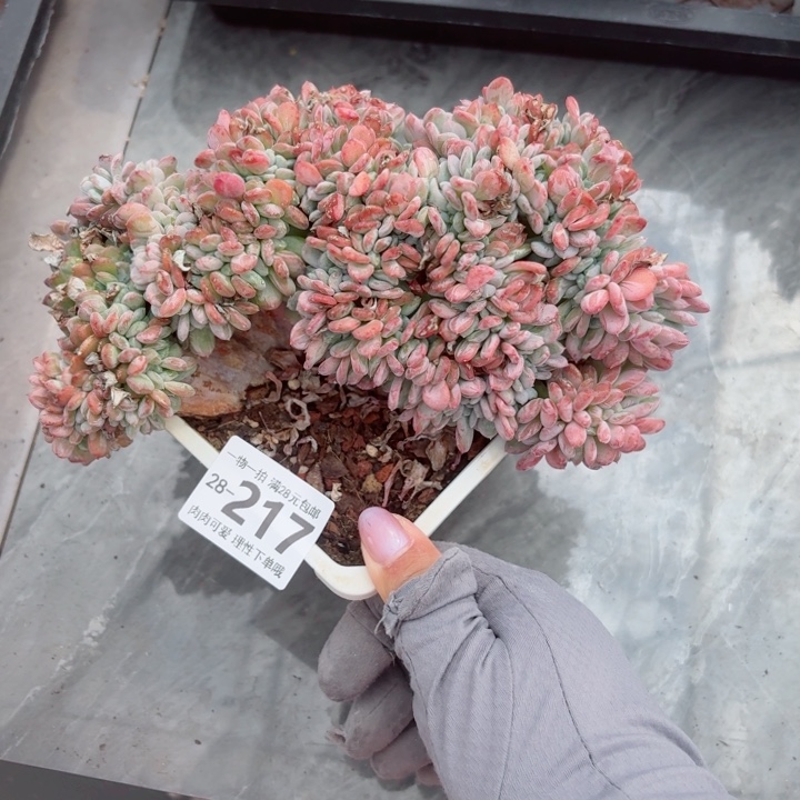 琥珀缀化多肉多肉植物多肉多肉多