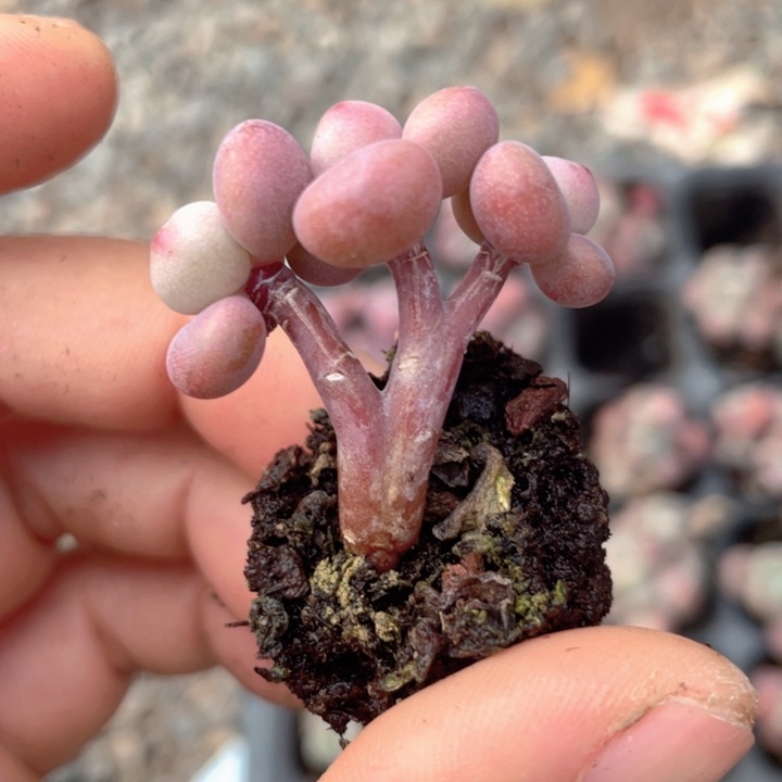 一我一拍满18包邮