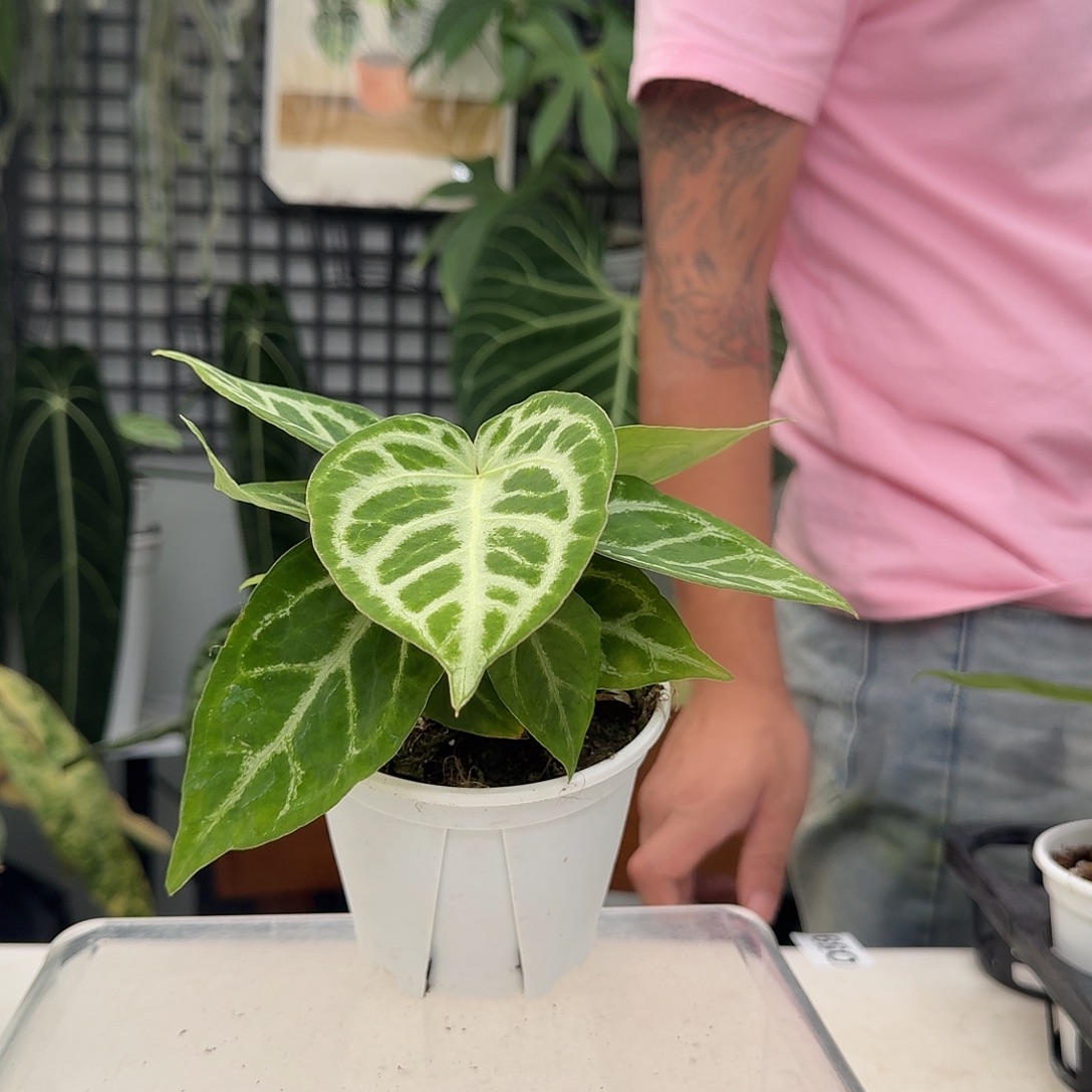 完全开放B132银色面纱杂银骑士