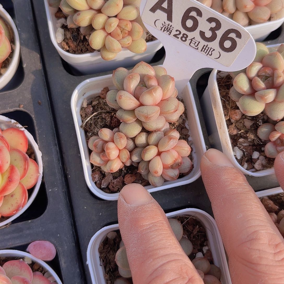 A636葡萄一物一拍