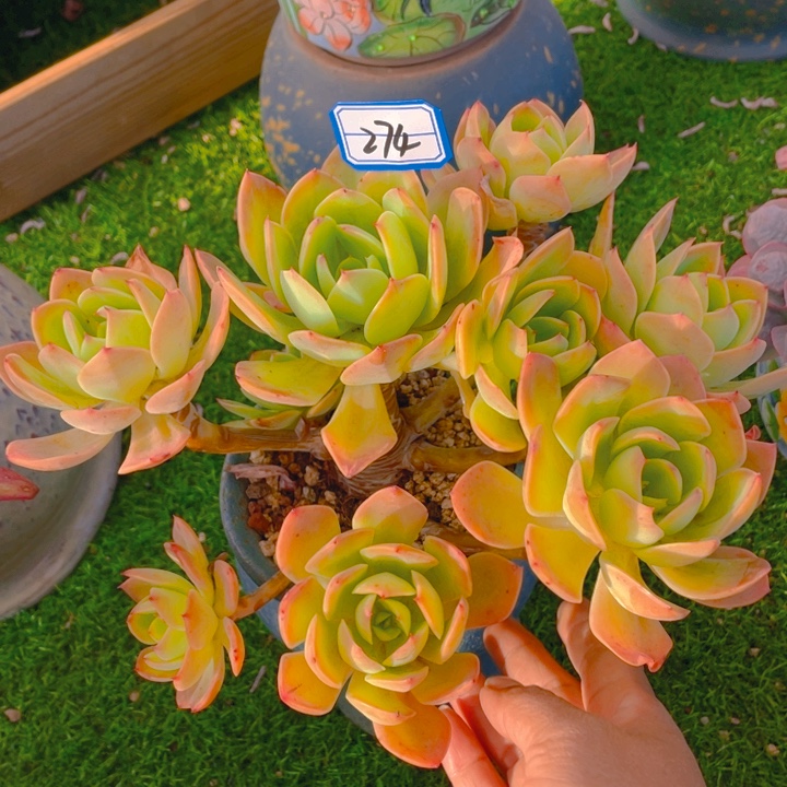 谢谢你的支持0000000274