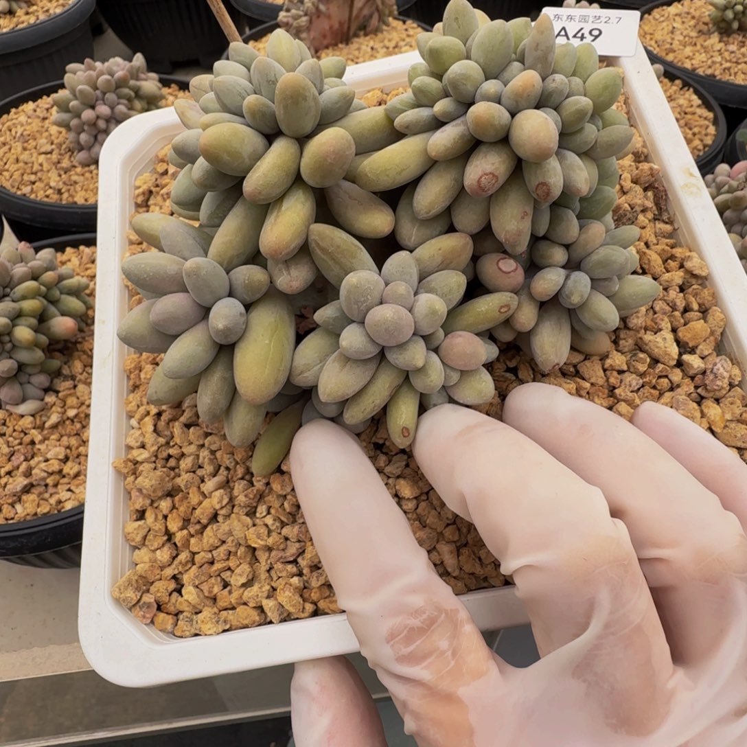 a a a a a a a a 49