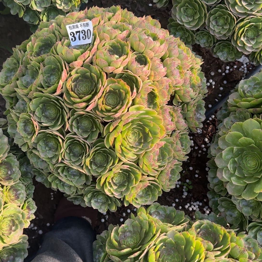 法师万拉丝18-5 3730