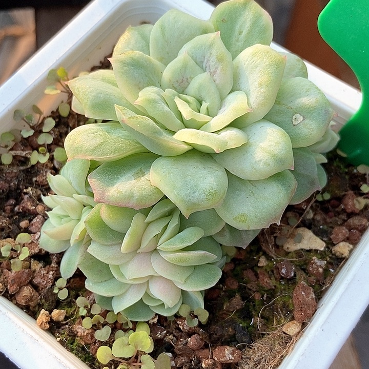 多肉植物泡泡纱五头942