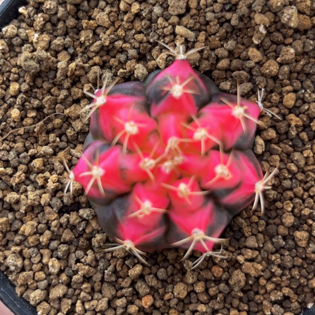 Hana 米哈仙人球 