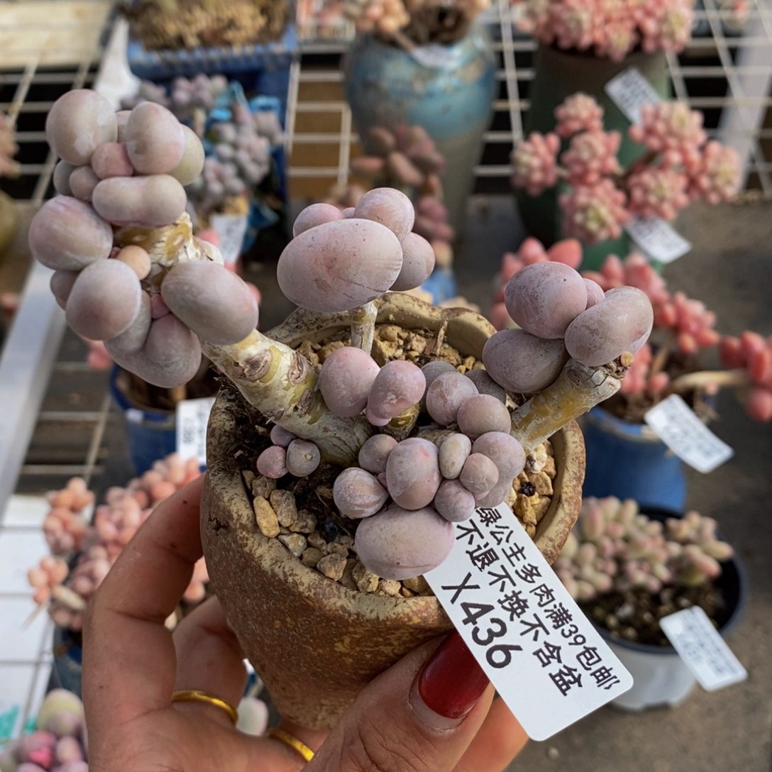 芭比奶酪436/8cm有砍特