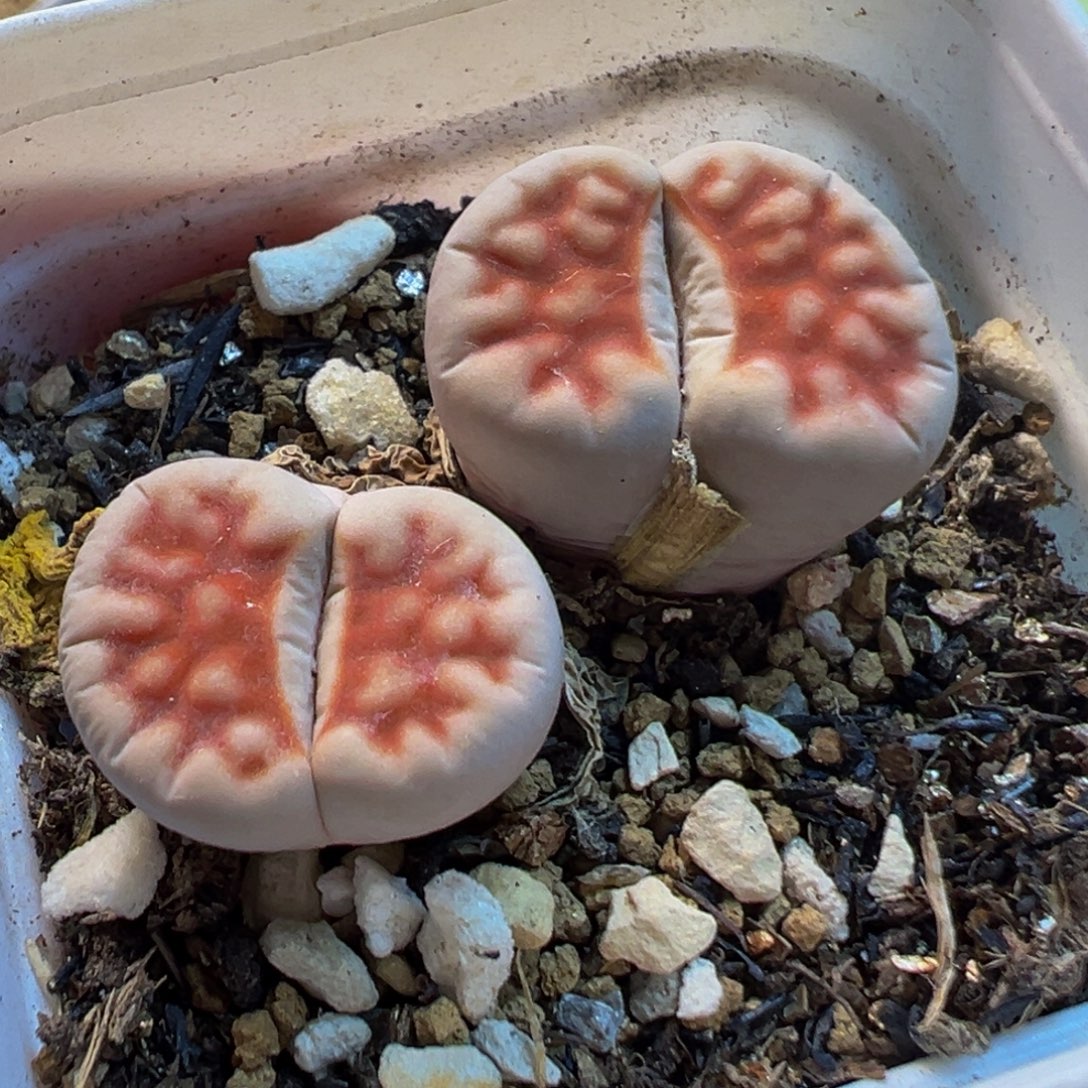 852多肉植物种类多样