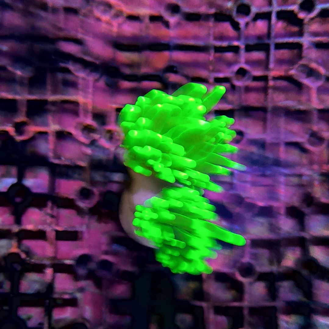 纽扣珊瑚沙巴绿巨人