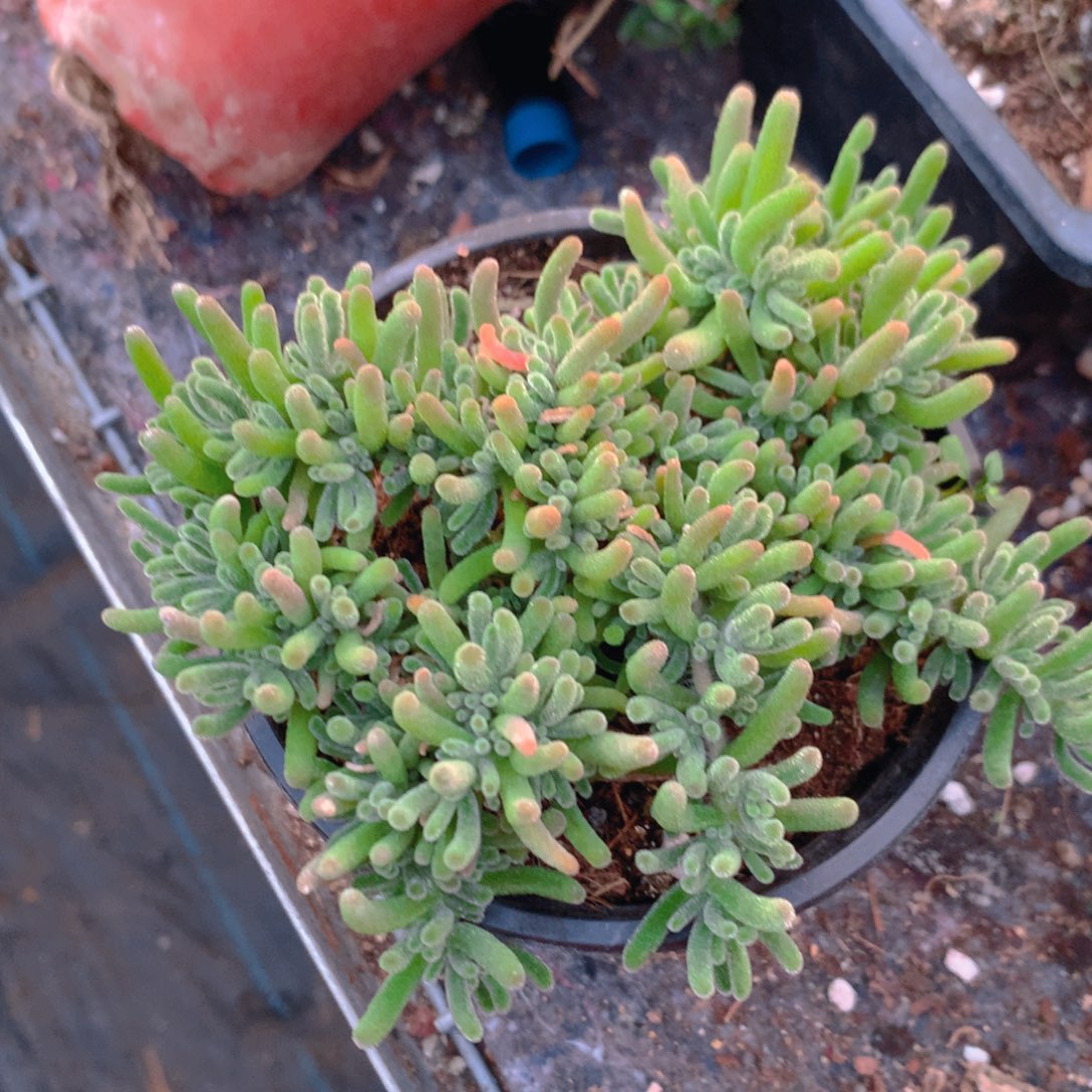 饿***了枝干荧光兔大盆一个