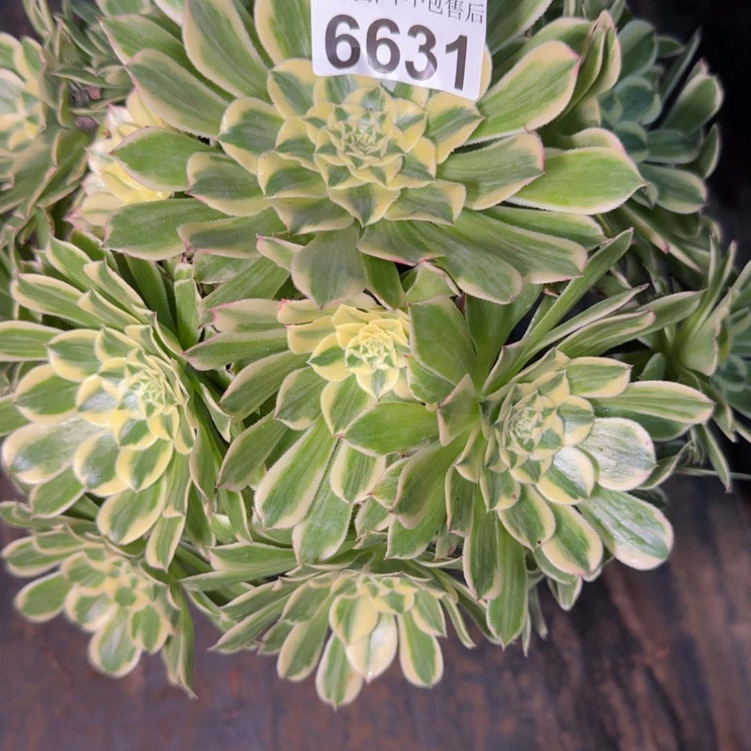 6631白铜白多肉植物