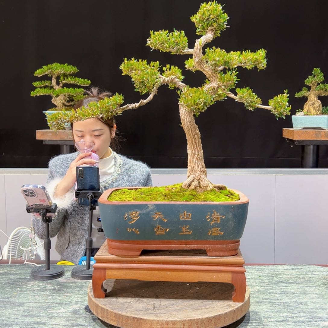 四季常青老桩黄杨盆景