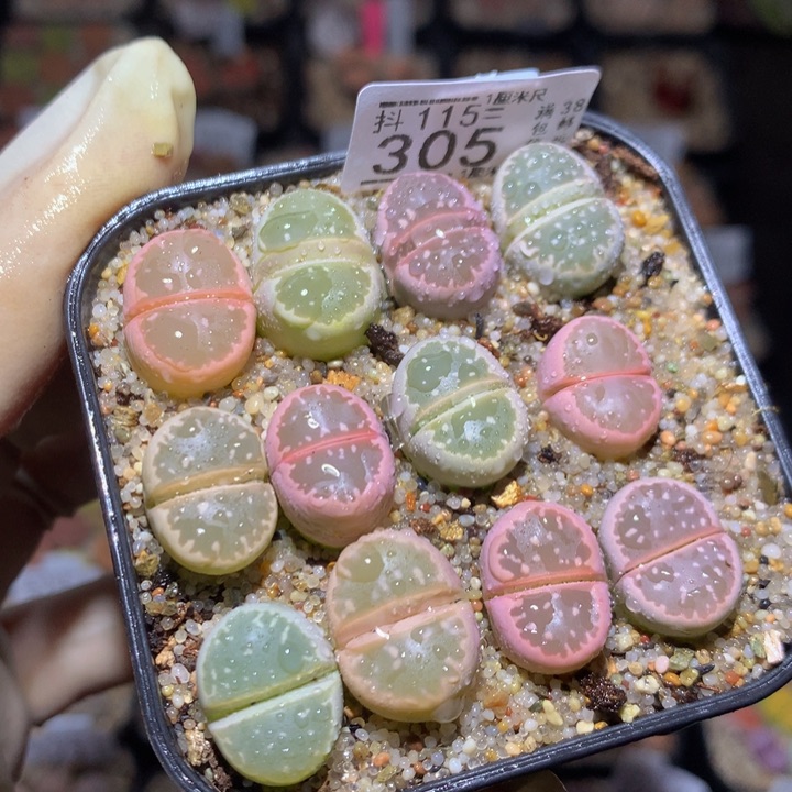 精品生石花115.305